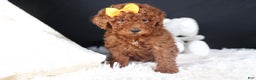 Miniature Poodle dogs for sale: BUDDY - Ad 19