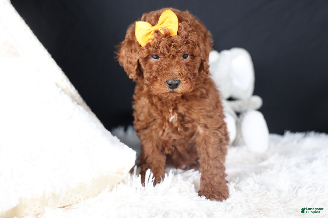 Miniature Poodle dogs for sale: BUDDY - Ad 19