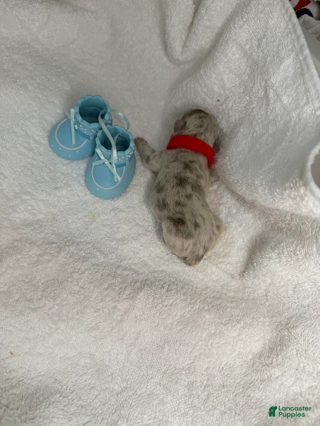 French Bulldog dogs for sale:  Puppy 3 - Ad 2