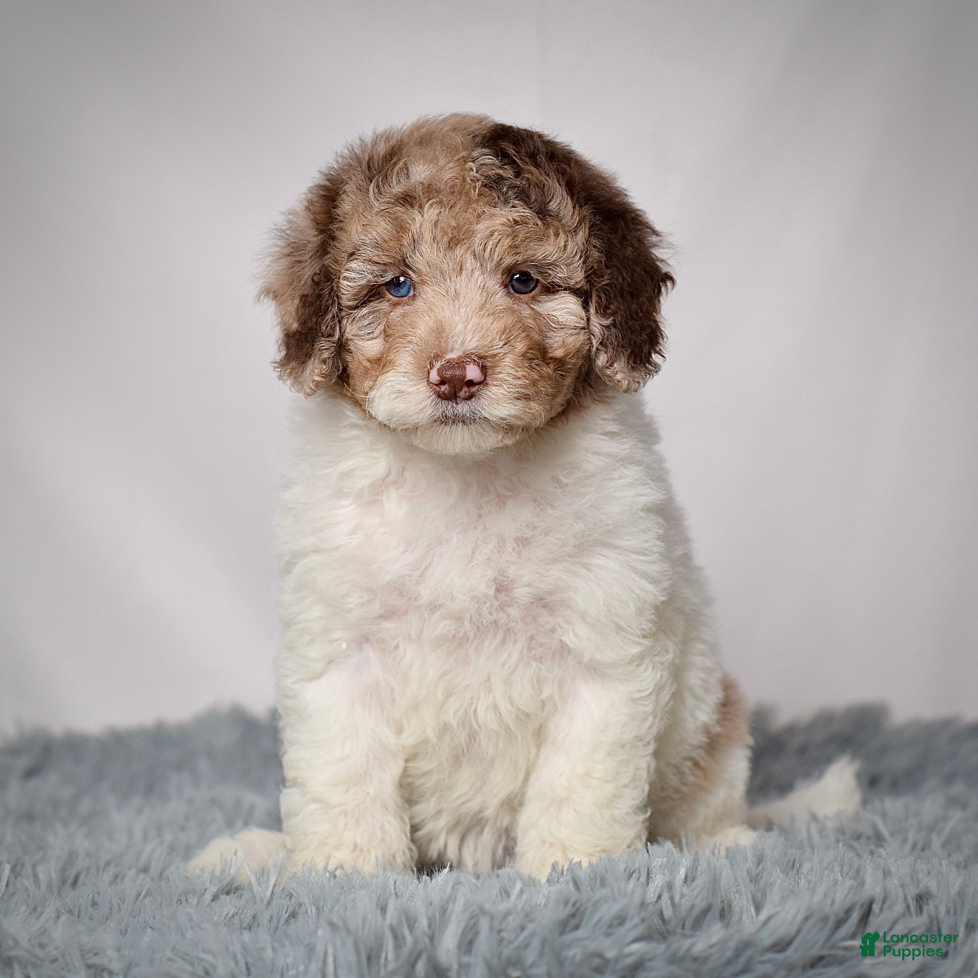 Mini Goldendoodle dogs Mr. Nash - Ad 23