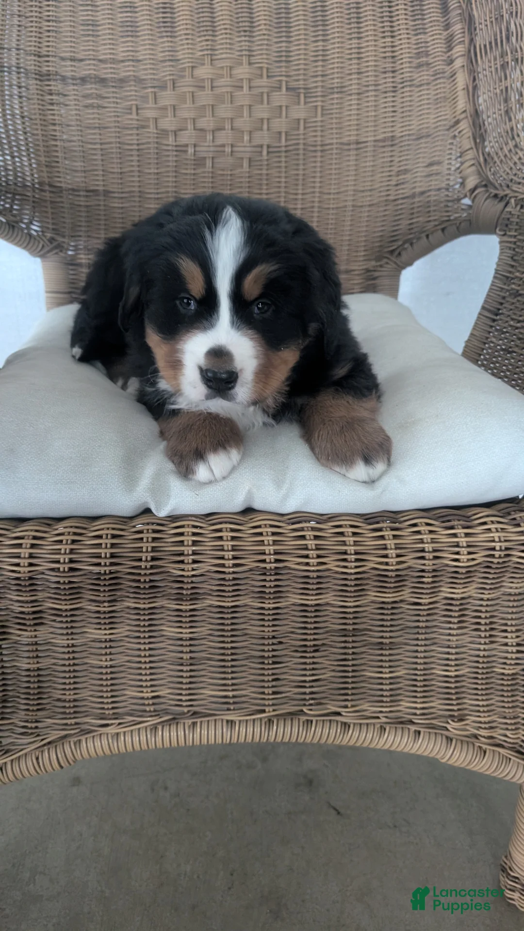 Bernese Mountain Dog dogs for sale: Max - Ad 5