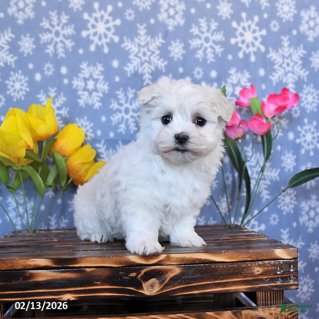 Maltese dogs for sale: Blossom - Ad 3