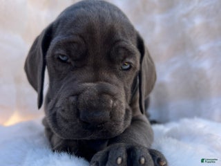 Great Dane dogs Explorer - Ad 3