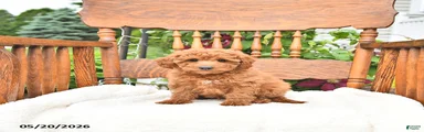 Russel