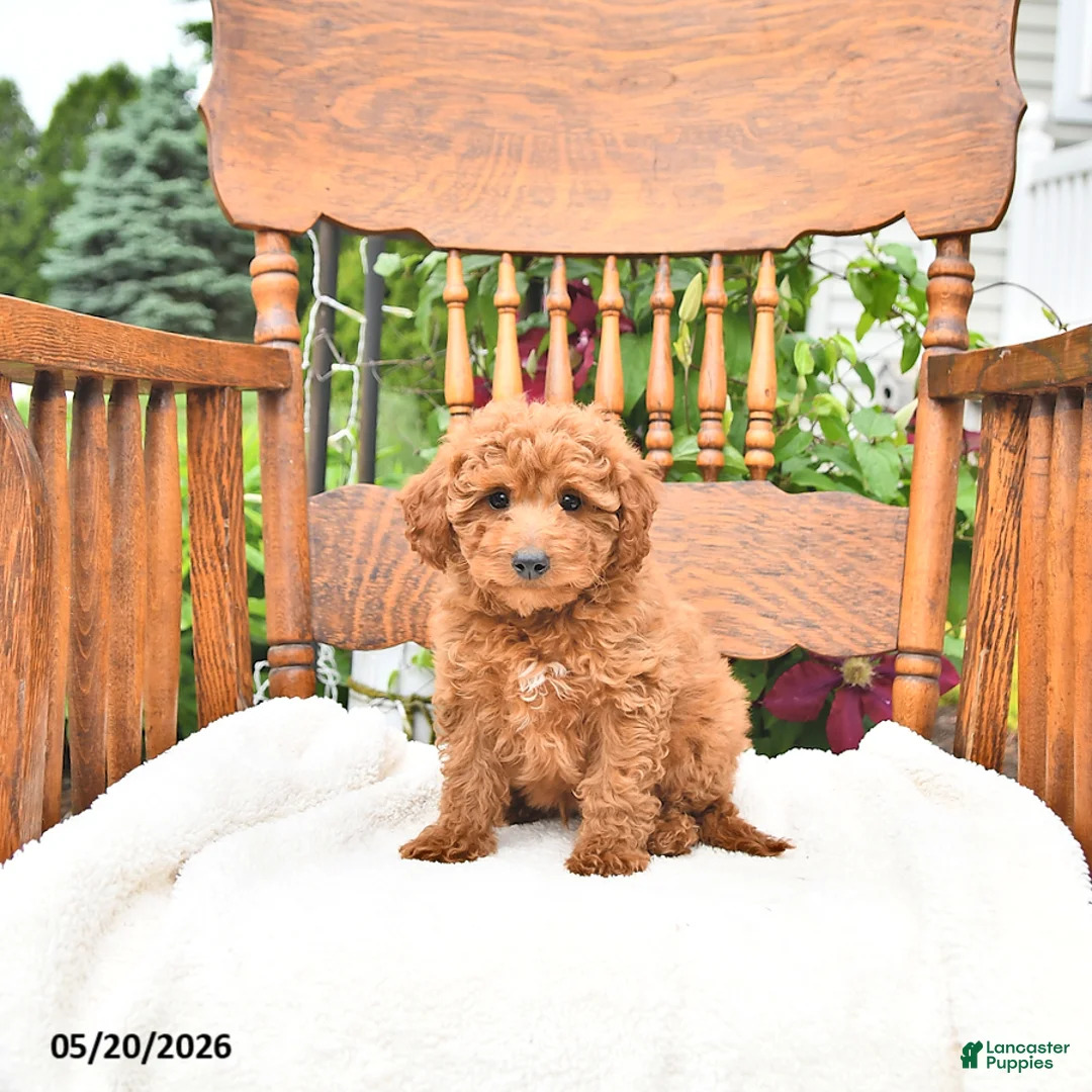 Mini Goldendoodle dogs for sale: Russel - Ad 1