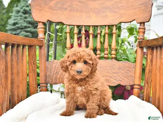 Mini Goldendoodle dogs for sale: Russel - Ad 4