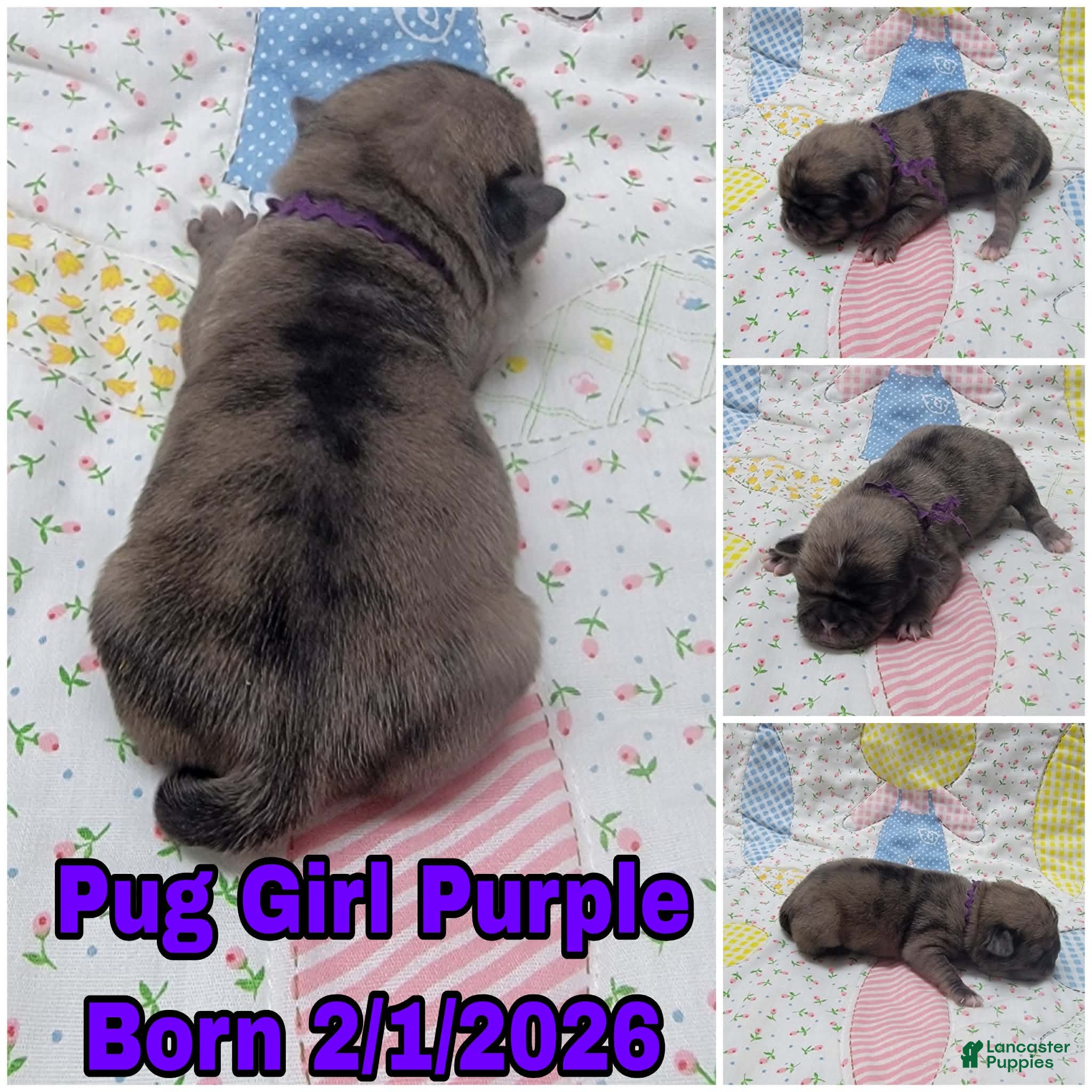 Pug dogs Pug Puppy Girl Purple - Ad 6