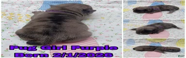 Pug Puppy Girl Purple