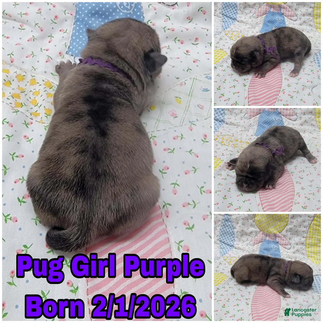 Pug dogs for sale: Pug Puppy Girl Purple - Ad 1