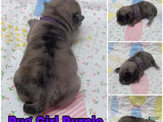 Pug dogs Pug Puppy Girl Purple - Ad 6