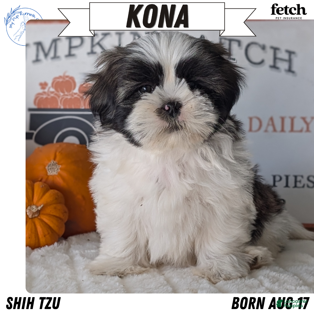 Shih Tzu dogs Kona - Ad 1