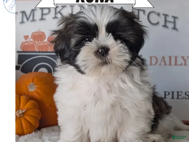 Shih Tzu dogs Kona - Ad 1