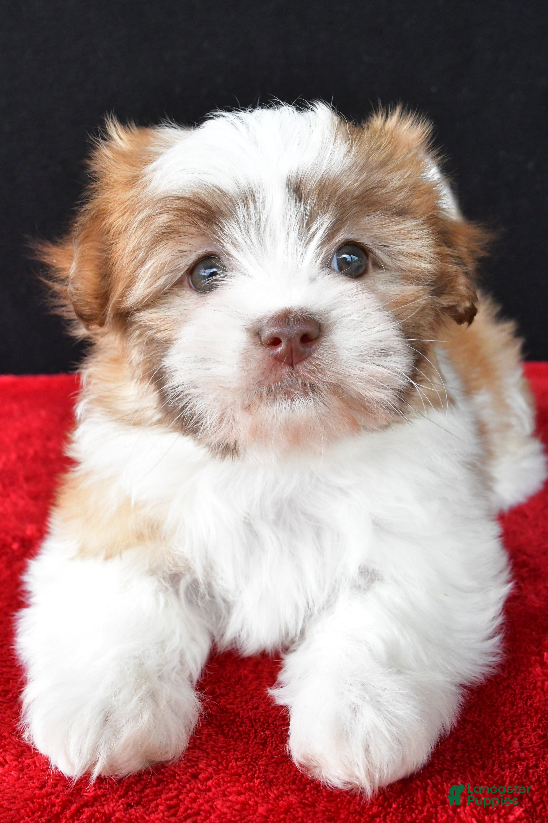 Malshi dogs Jessica - Ad 1