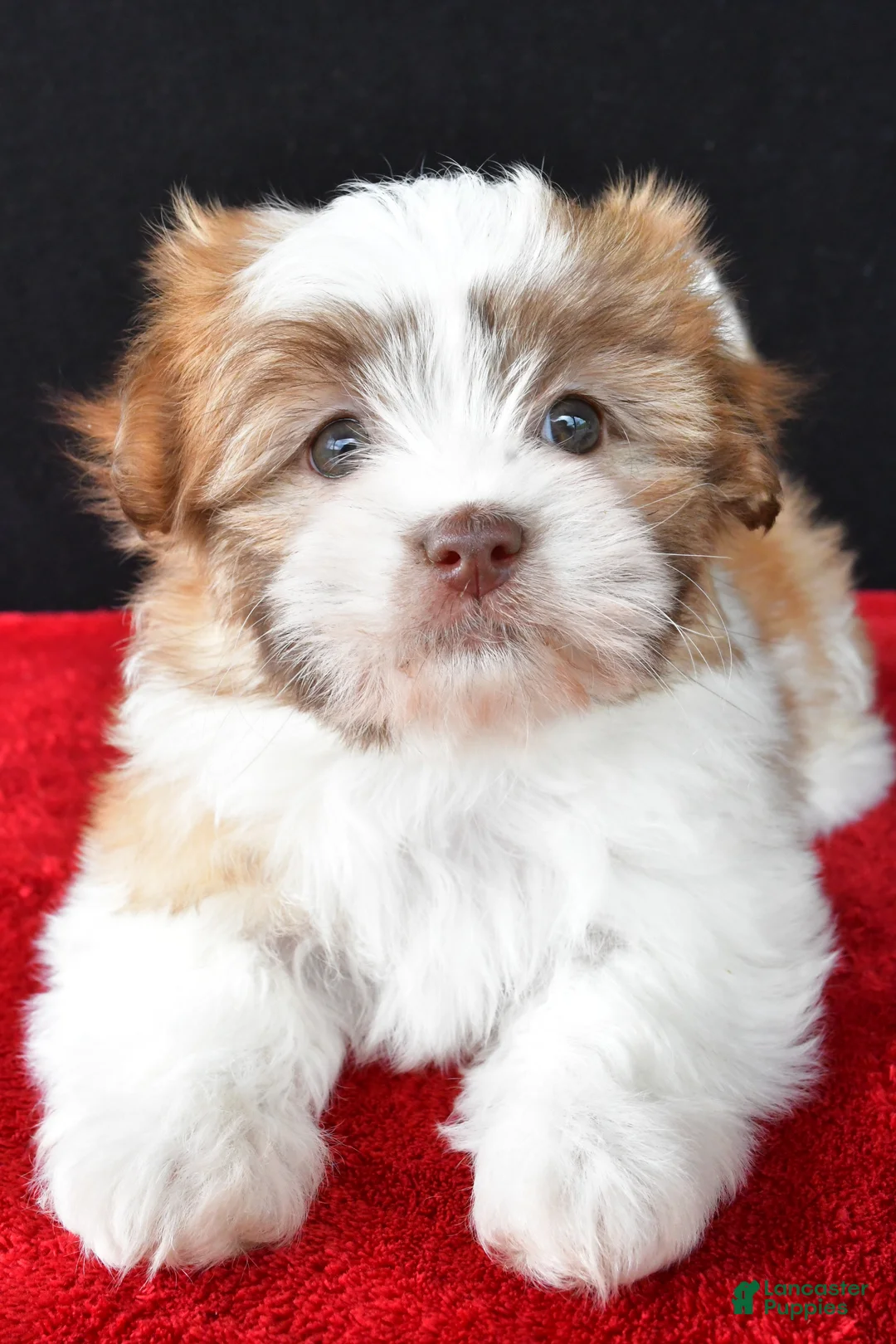 Malshi dogs for sale: Jessica - Ad 1