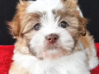 Malshi dogs for sale: Jessica - Ad 3