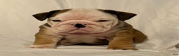 English Bulldog dogs for sale: Casey - Ad 2