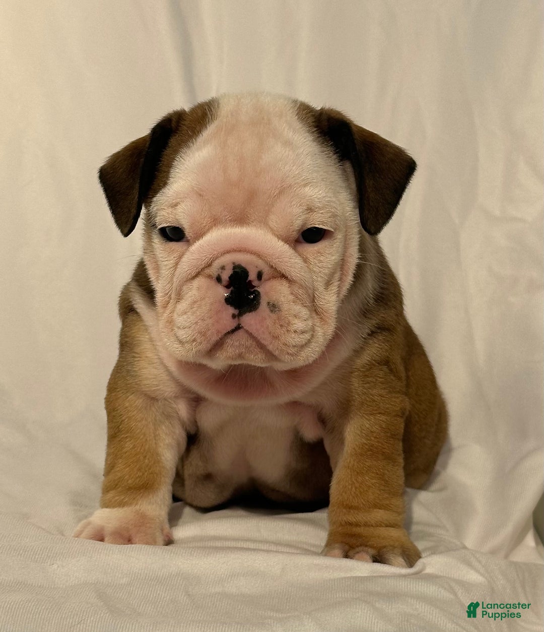 English Bulldog dogs for sale: Casey - Ad 2