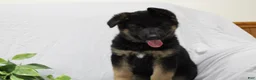 German Shepherd dogs for sale: Elsa  - Ad 7