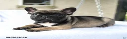 French Bulldog dogs for sale: Koa  - Ad 5