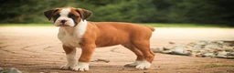 Boxer dogs for sale: Burke - Ad 3