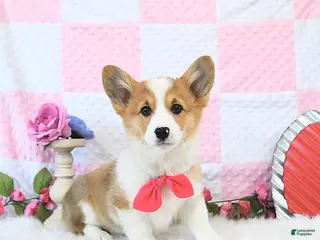 Welsh Corgi Pembroke dogs for sale: Roxy - Ad 2