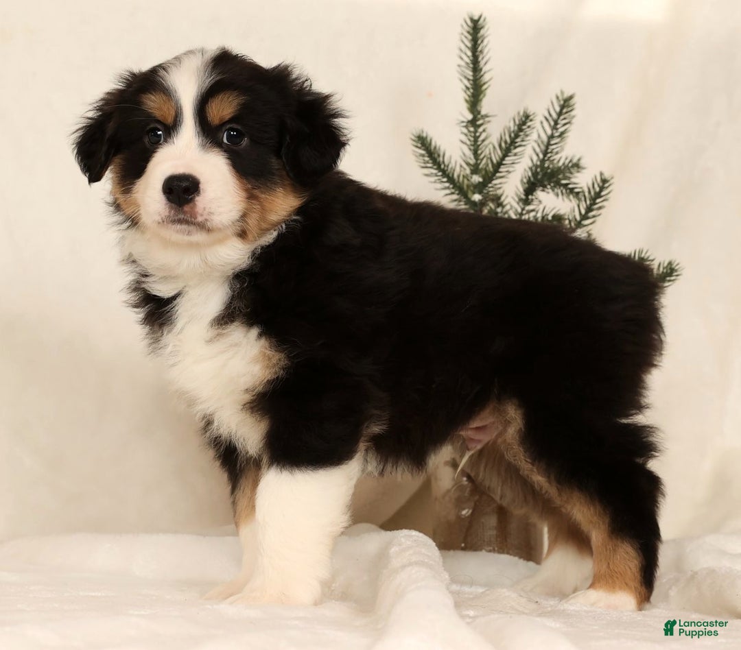 Miniature Australian Shepherd dogs for sale: Turbo - Ad 4