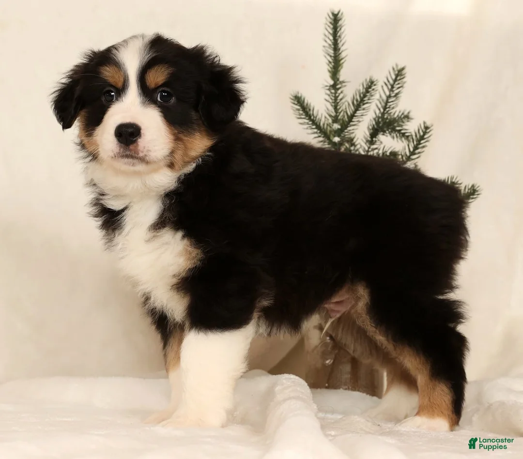 Miniature Australian Shepherd dogs for sale: Turbo - Ad 4