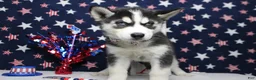 Siberian Husky dogs for sale: Atlas - Ad 3