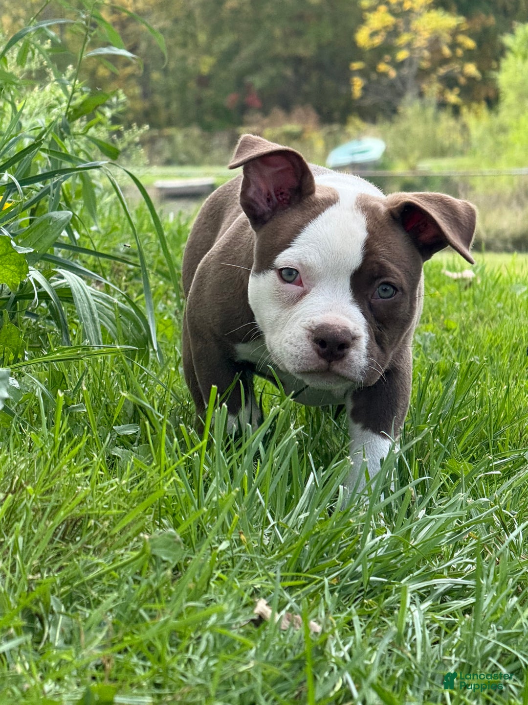 American Bully dogs for sale: Choco/White Female  - Ad 7