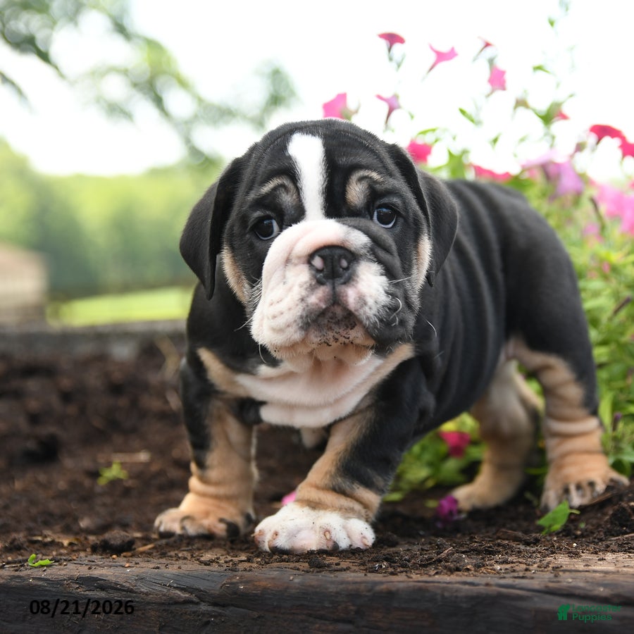 English Bulldog dogs Wolfgang - Ad 2