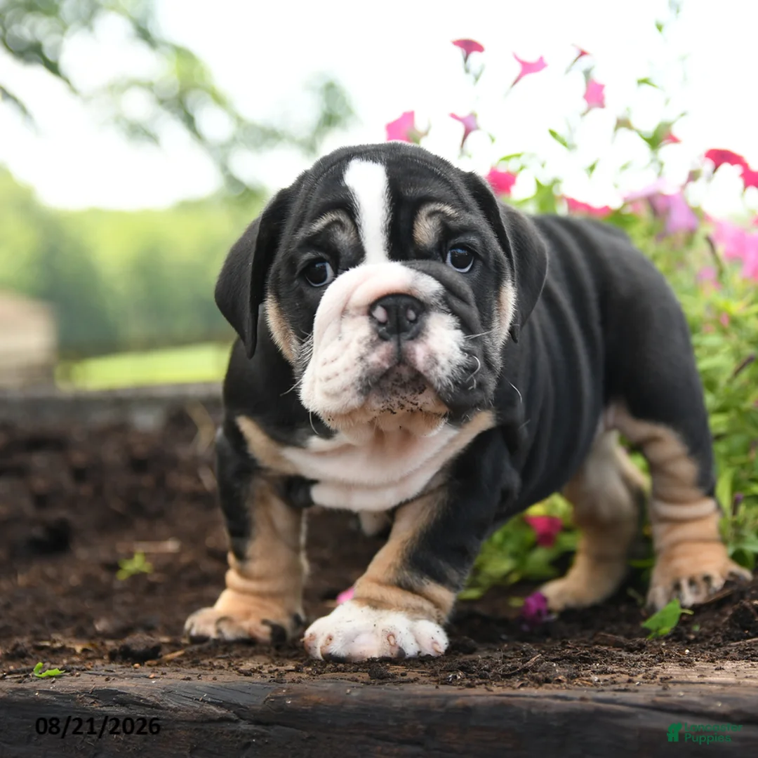English Bulldog dogs for sale: Wolfgang - Ad 2