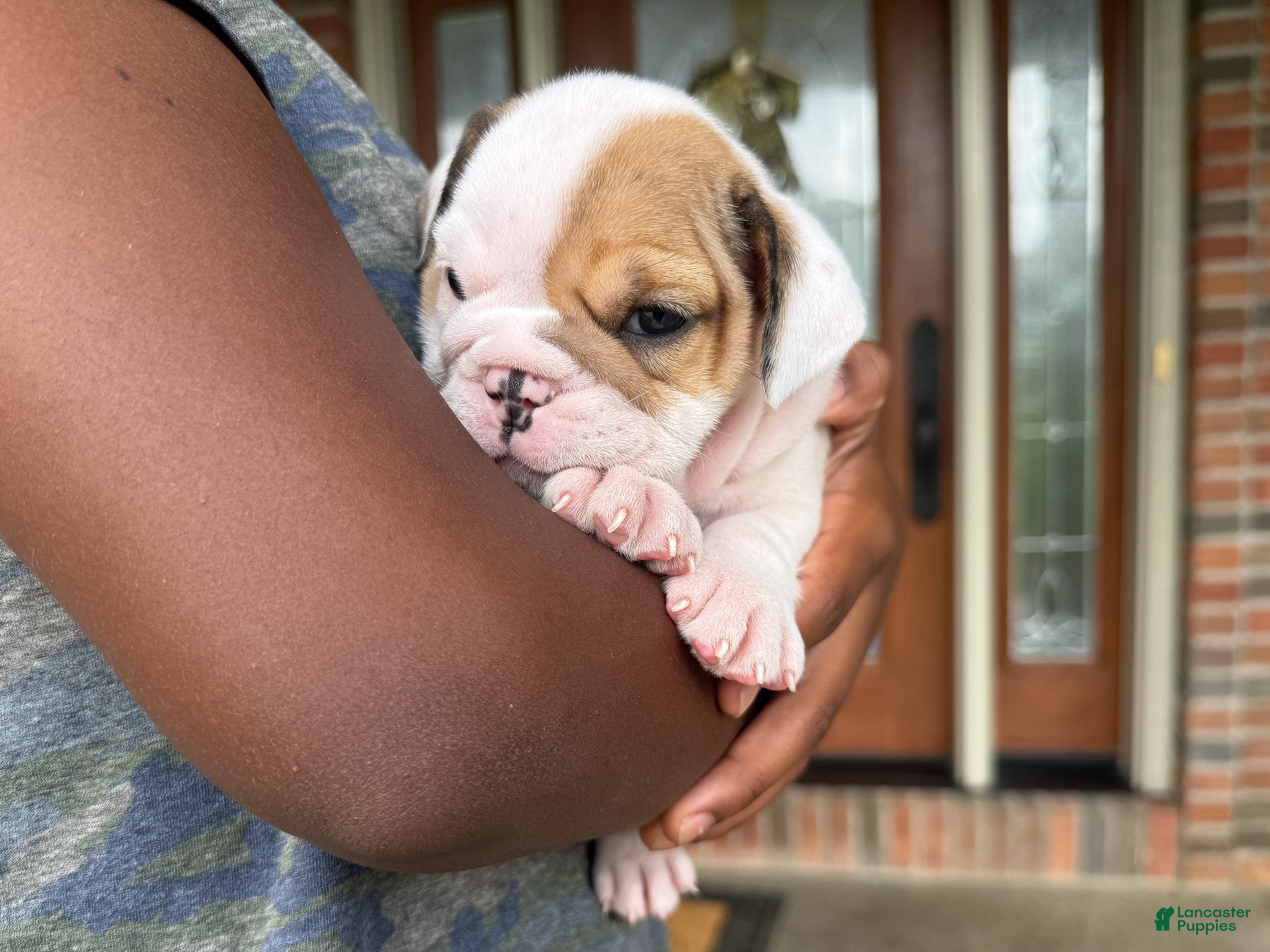 English Bulldog dogs Honey - Ad 2
