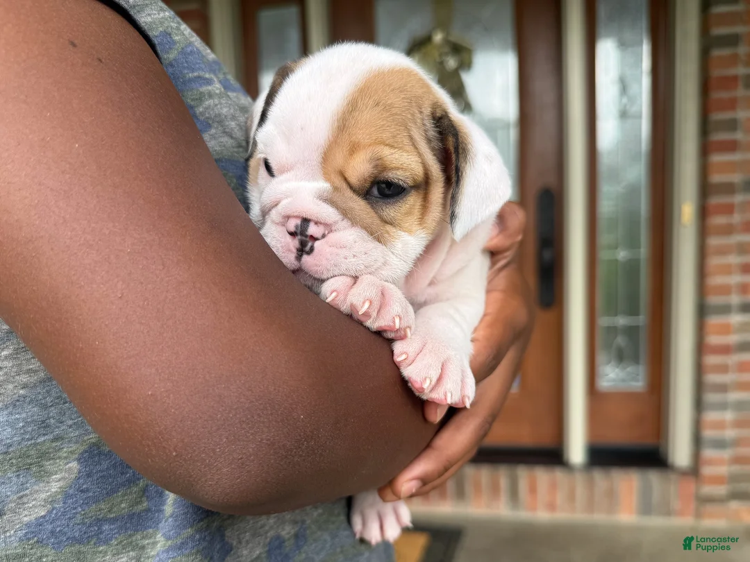 English Bulldog dogs for sale: Honey - Ad 2