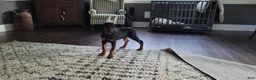 Doberman Pinscher dogs for sale:  Sofia - Ad 3