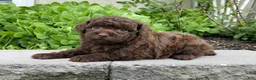 Miniature Poodle dogs for sale: Amy Sue Miniature Poodle Puppy  - Ad 6