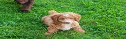 Mini Goldendoodle dogs for sale: Reddie Boy - Ad 8