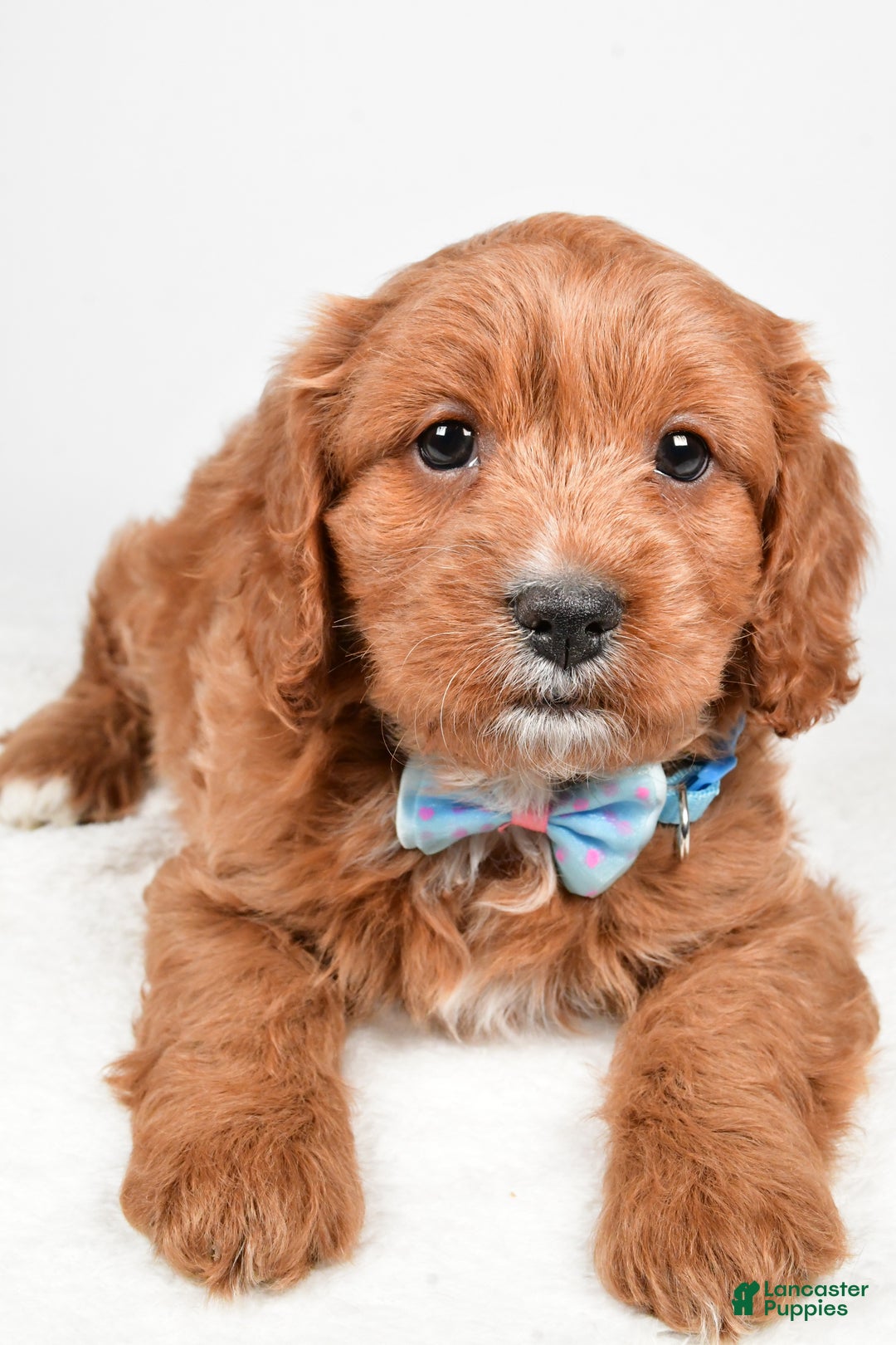 Cavapoo dogs for sale: Ashton - Ad 4