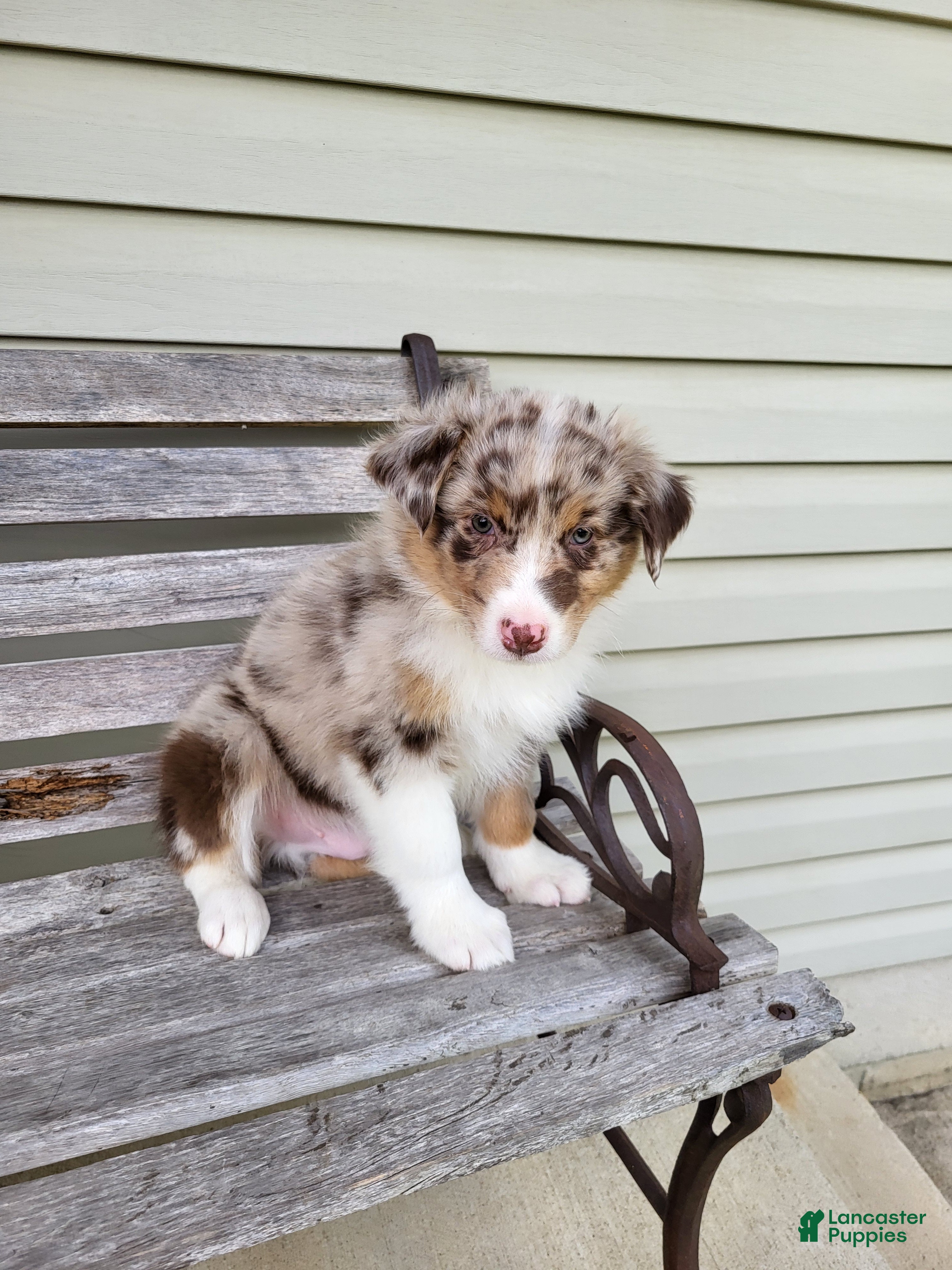 Australian Shepherd dogs Freddie  - Ad 2