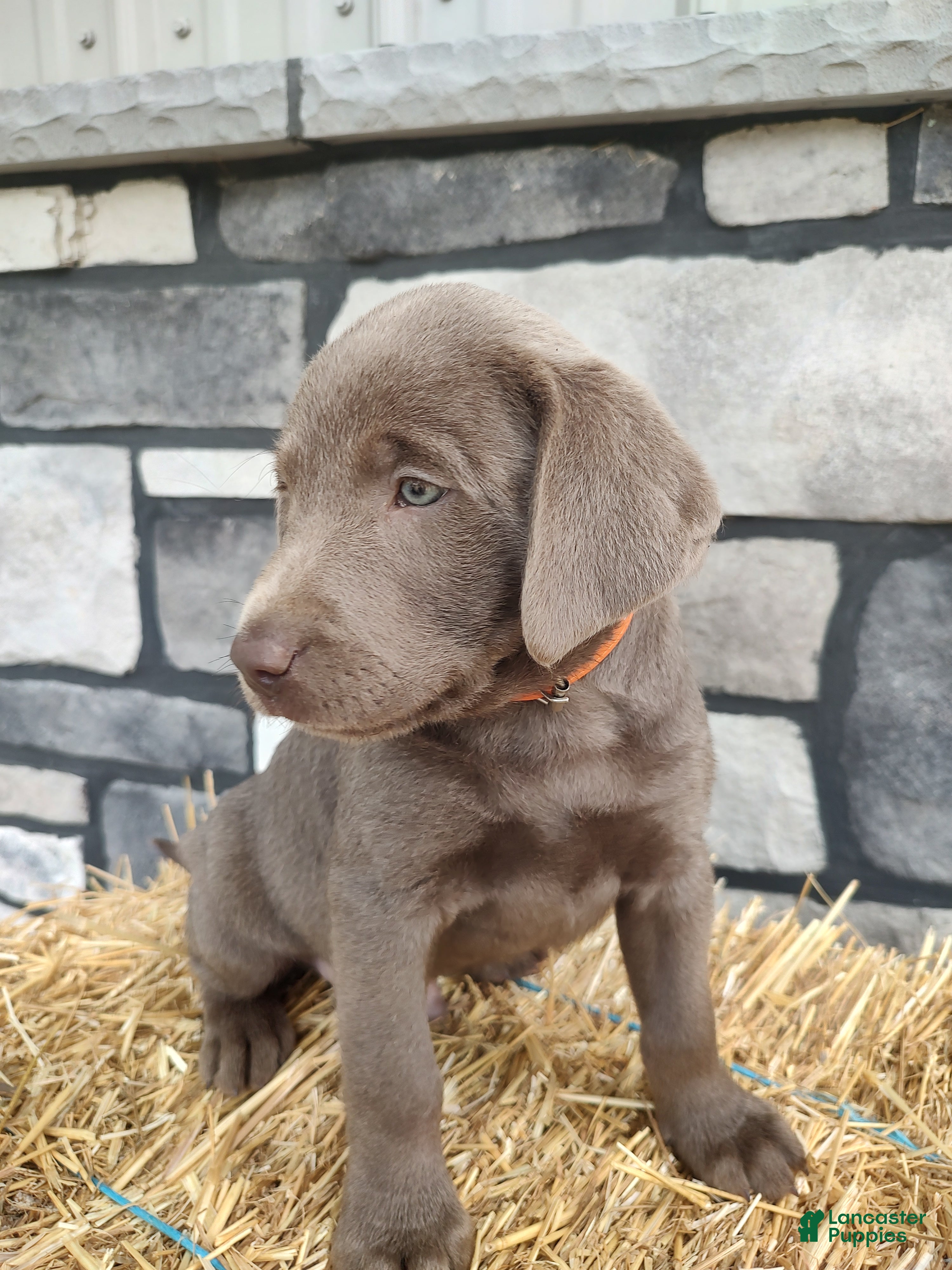 Labrador Retriever dogs Buddy - Ad 1