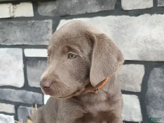 Labrador Retriever dogs for sale: Buddy - Ad 1