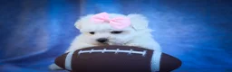 Maltese dogs for sale: Maribel🌸 - Ad 17