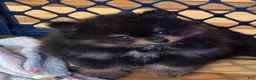 Pomeranian dogs for sale: Akc blacky  - Ad 4