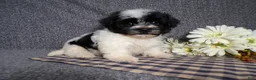 Havanese dogs for sale: Kipper - Ad 4