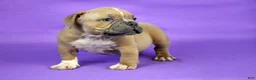 American Bully dogs for sale: Fawn Female (1 white foot) - Ad 3