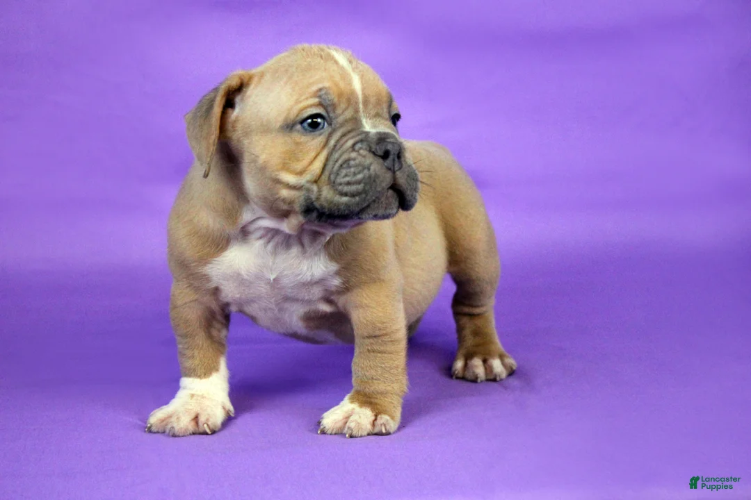 American Bully dogs for sale: Fawn Female (1 white foot) - Ad 3