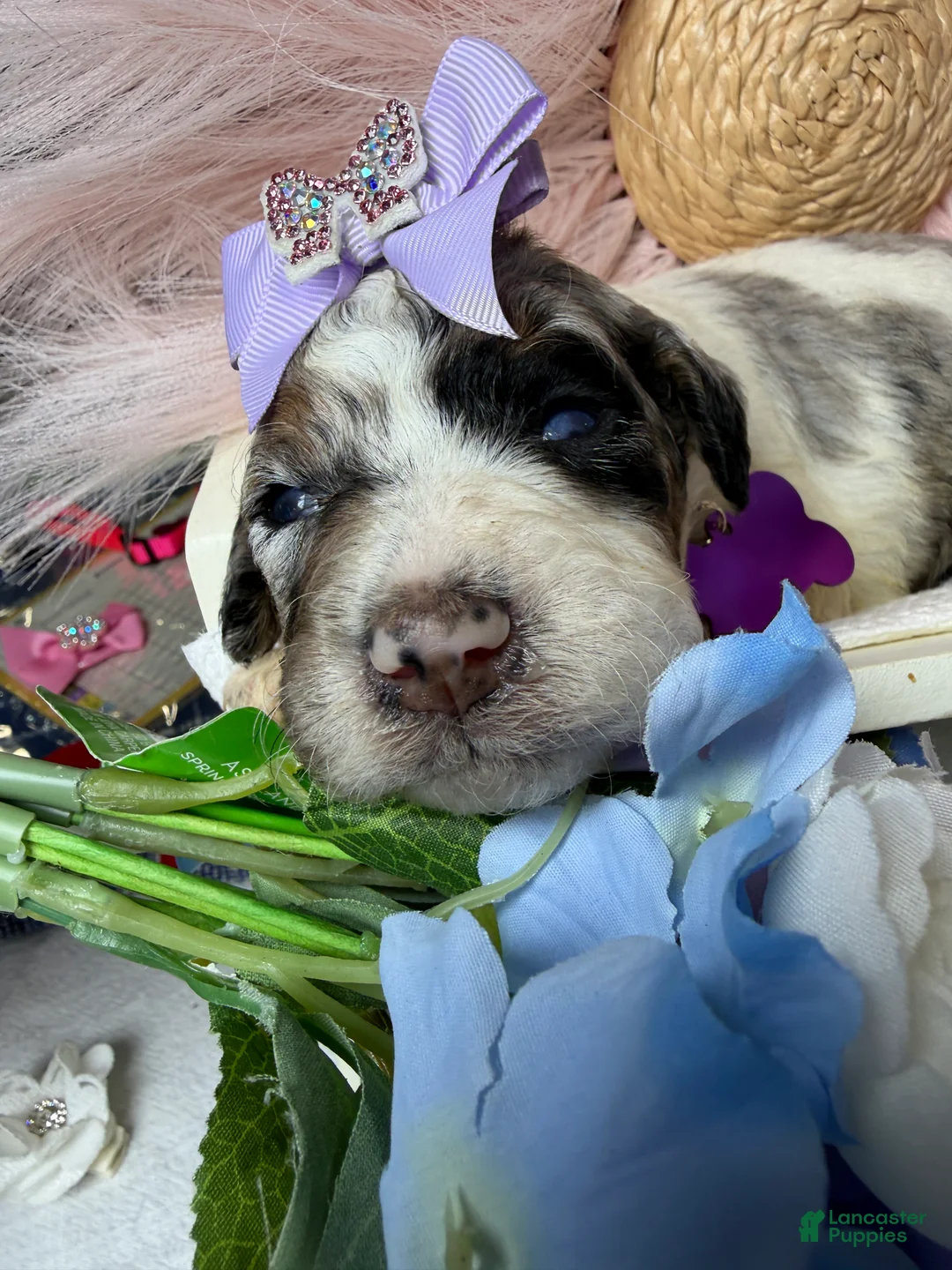 Mixed Breed dogs for sale: Monaco - Ad 2
