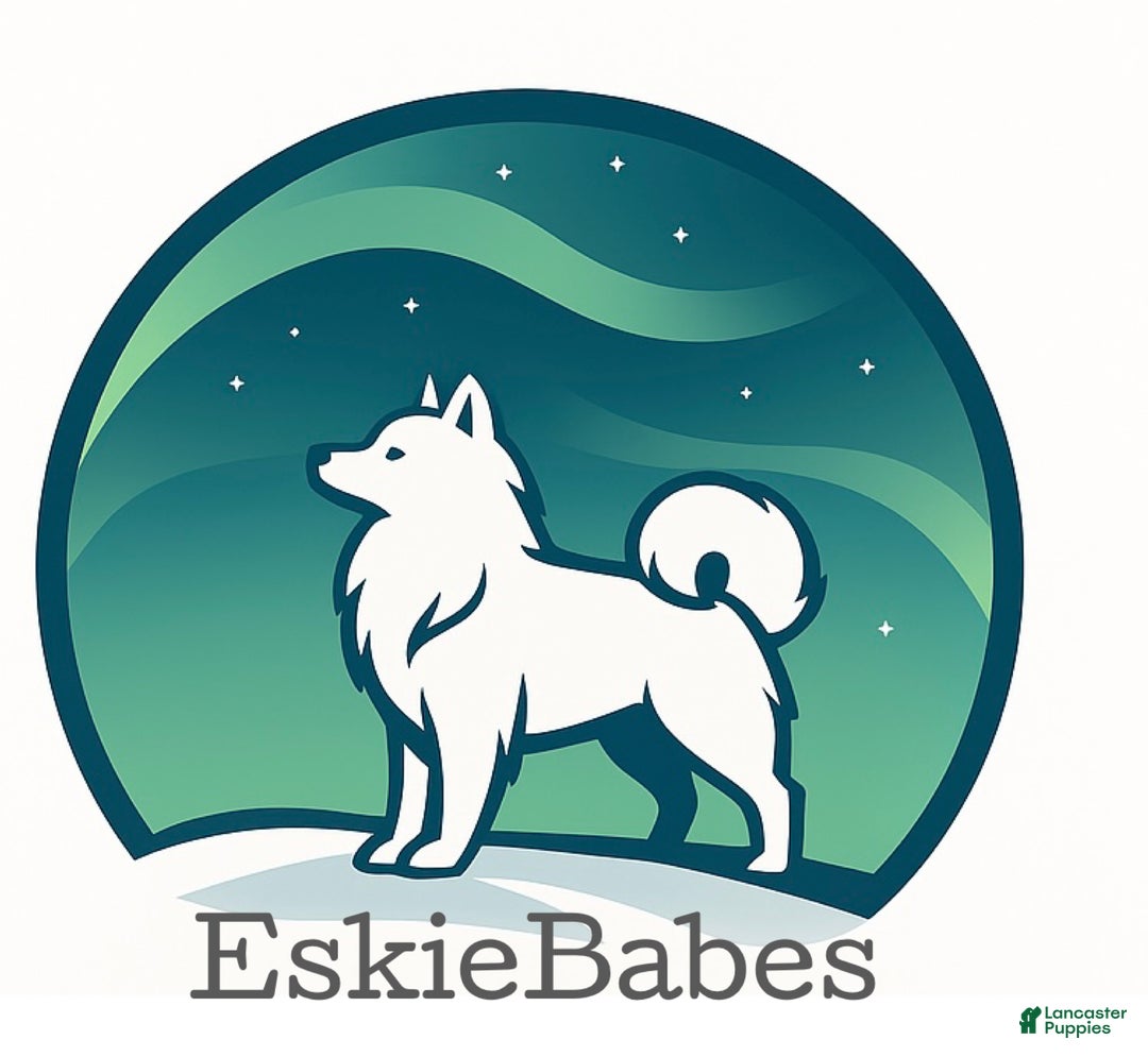 American Eskimo dogs for sale: Annie - Ad 13