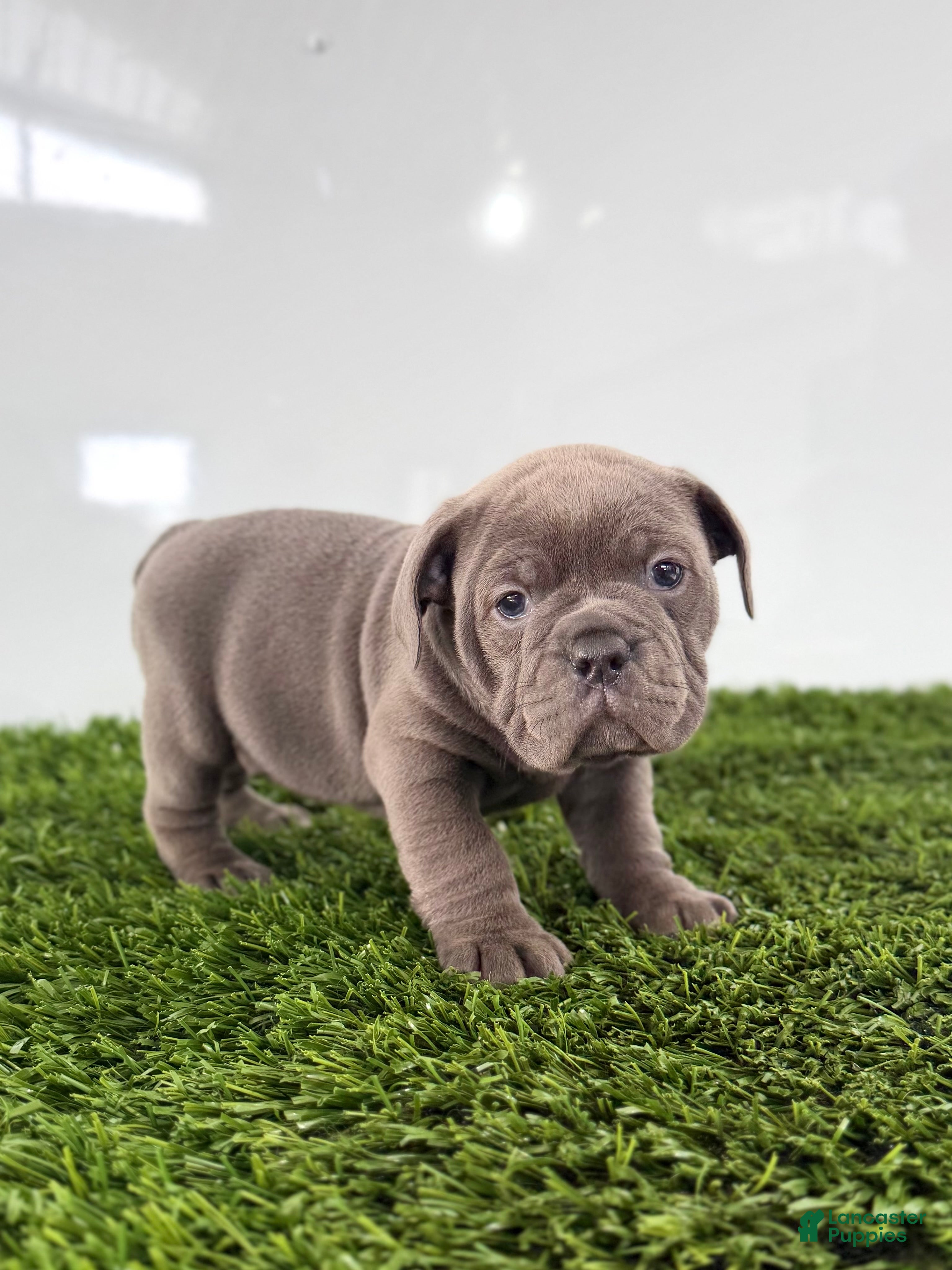 Olde English Bulldogge dogs Tinsley - Ad 2