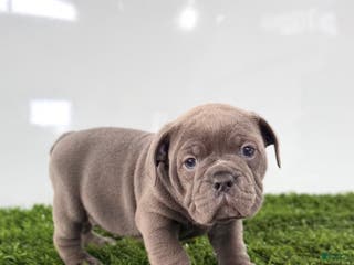 Olde English Bulldogge dogs Tinsley - Ad 17