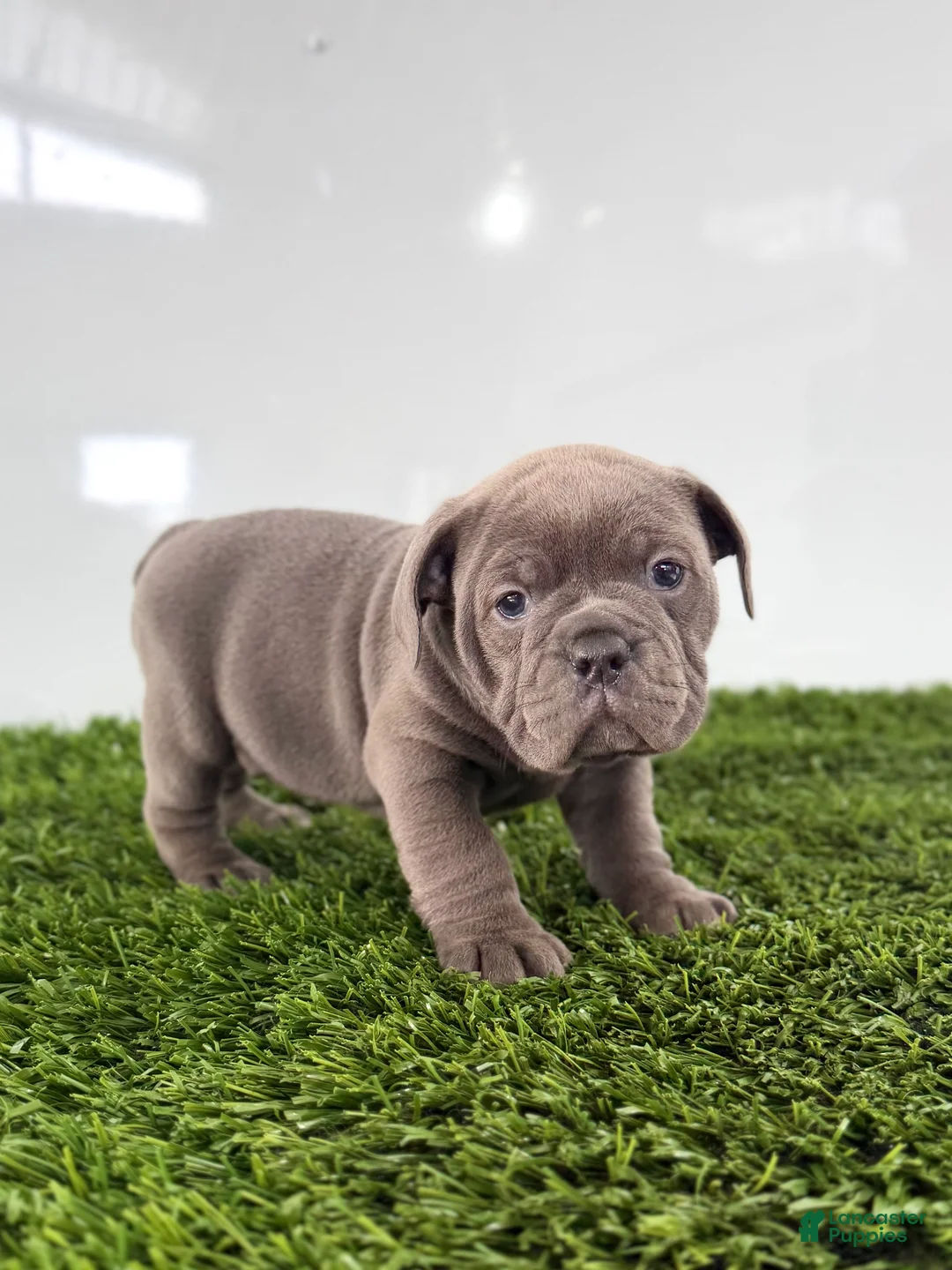 Olde English Bulldogge dogs for sale: Tinsley - Ad 1
